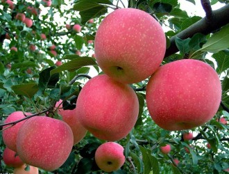 多吃苹果减肥的六大好处