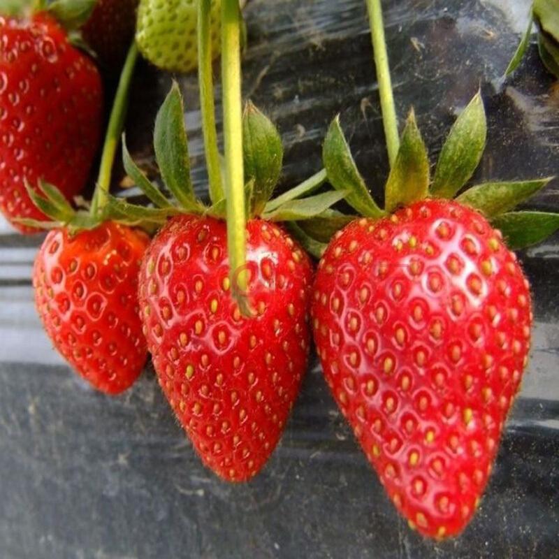 城厢草莓