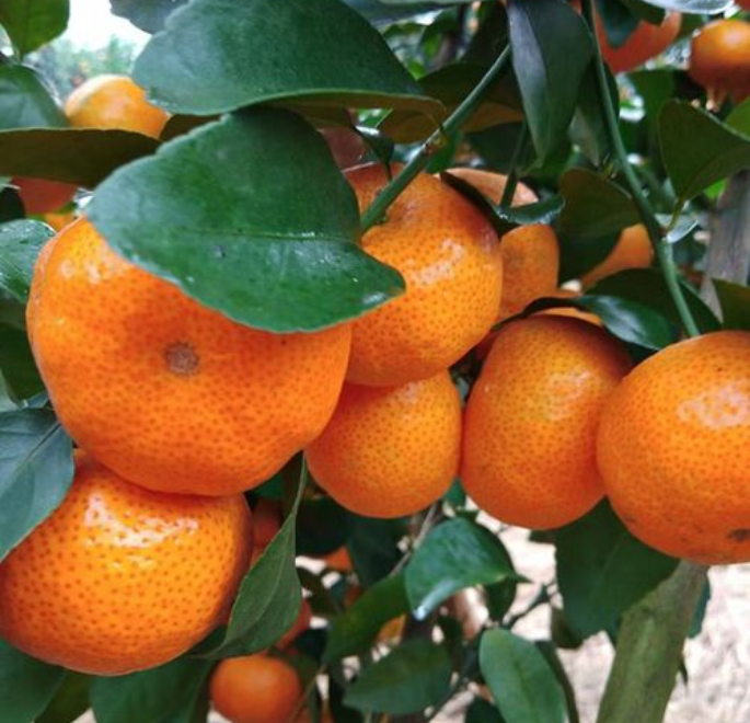 吃沙糖橘可以减肥吗